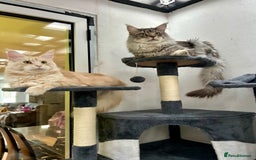 Maine Coon cats for sale: Pedigree TICA Registered Maine Coon Kittens - Image 7