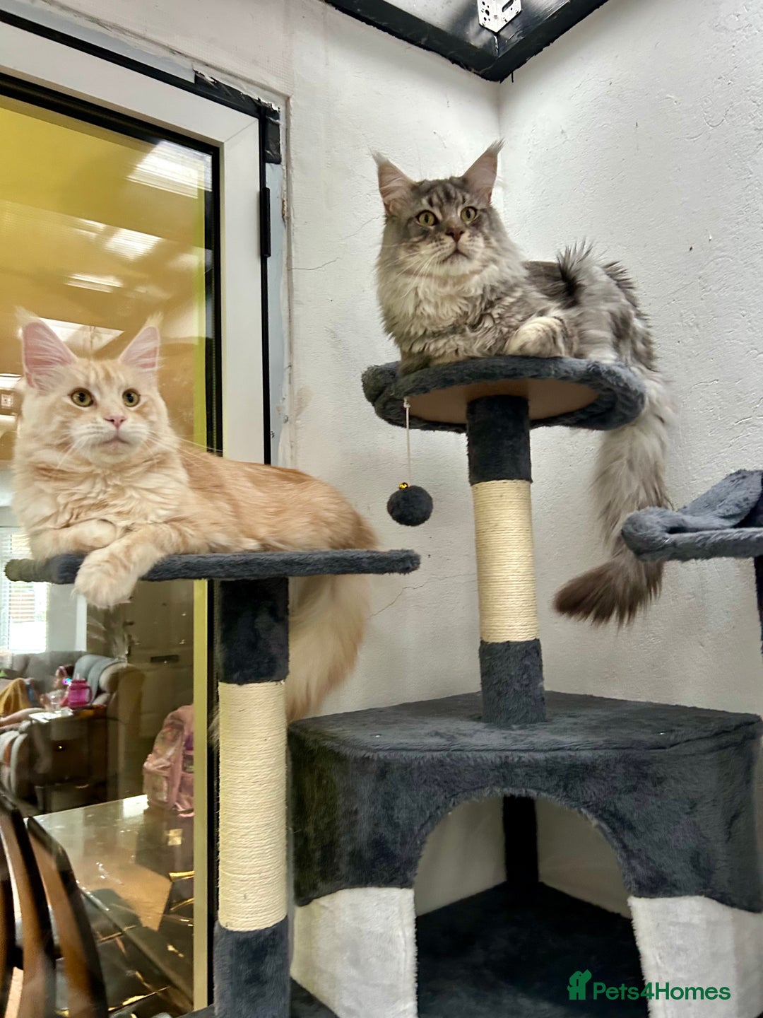 Maine Coon cats for sale: Pedigree TICA Registered Maine Coon Kittens - Image 7