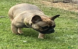 French Bulldog dogs for sale: pupis - Image 12