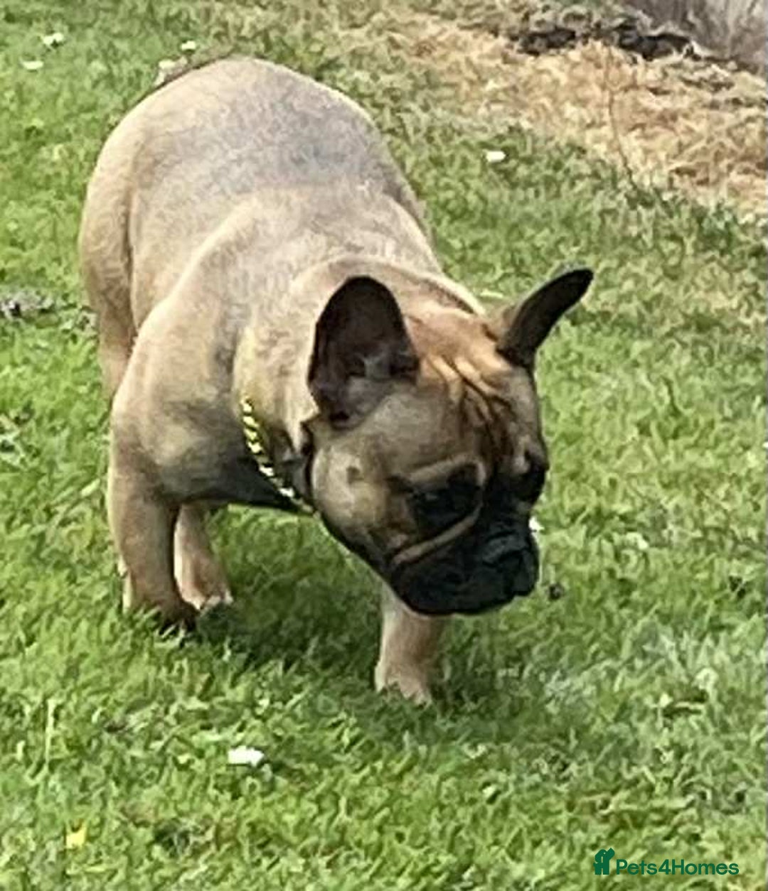 French Bulldog dogs for sale: pupis - Image 12