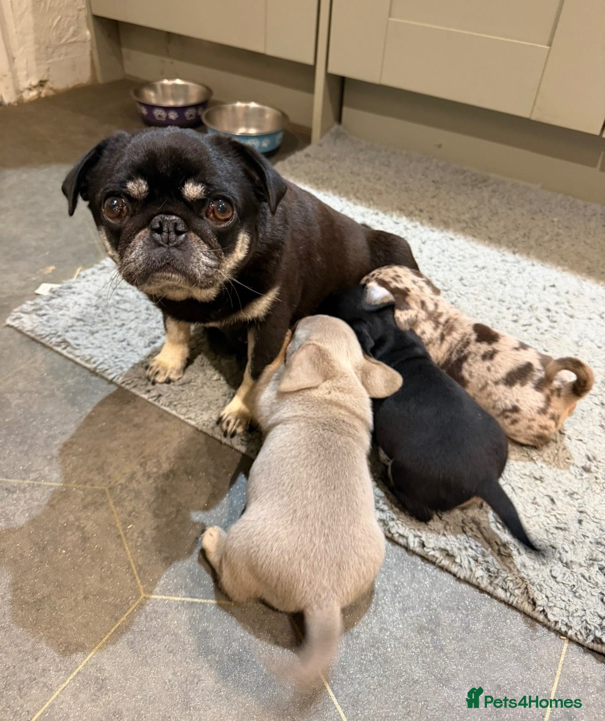 Mixed Breed dogs Pug x dachshund - Advert 3