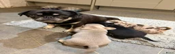 Mixed Breed dogs for sale: Pug x dachshund - Advert 1