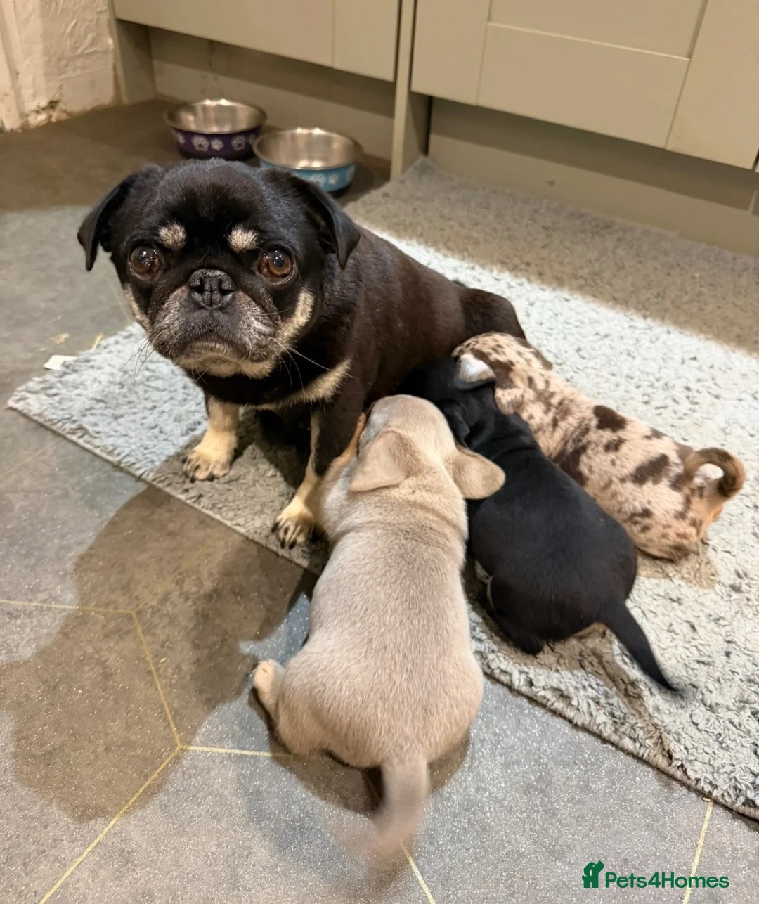 Mixed Breed dogs for sale: Pug x dachshund - Advert 1
