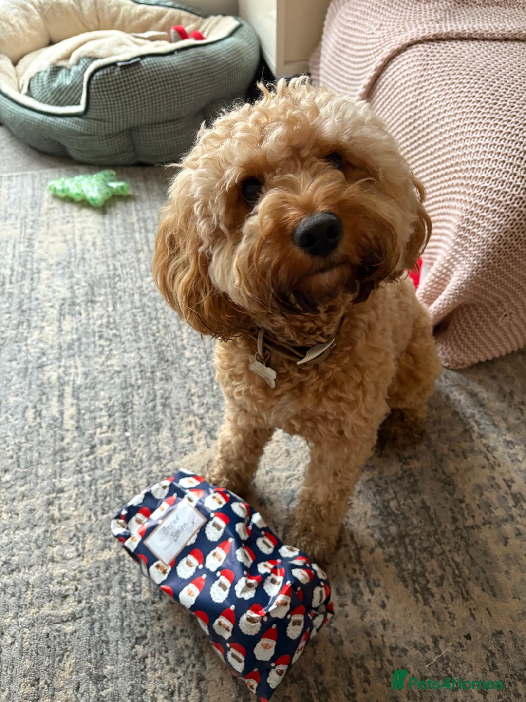 Bichon Frise dogs for stud: Proven F1 Cavapoo for stud - Advert 5