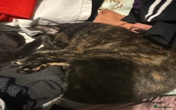 Mixed Breed cats for sale: 2 beautiful older kittens free to forever homes - Image 2