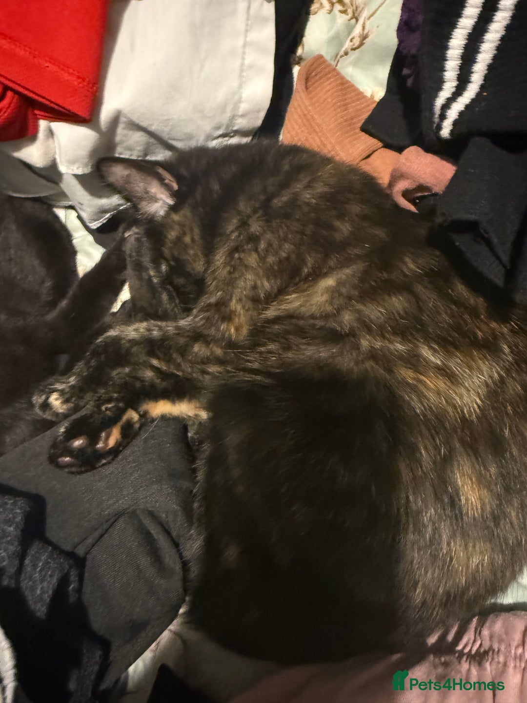 Mixed Breed cats for sale: 2 beautiful older kittens free to forever homes - Image 2