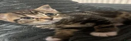 Mixed Breed cats for sale: Dolly searching for new home  - Advert 3