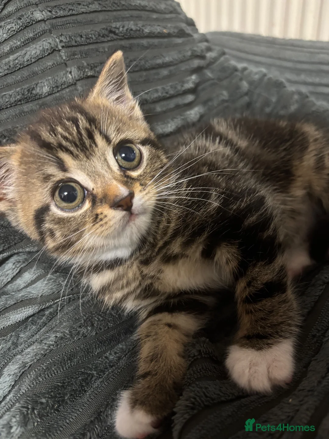 Mixed Breed cats for sale: Dolly searching for new home  - Advert 3