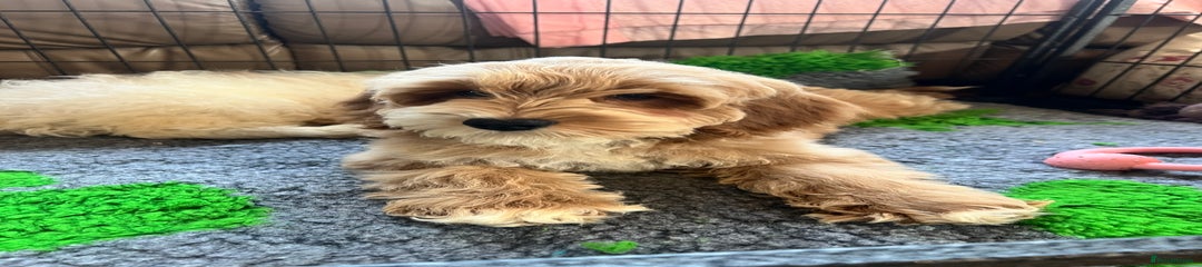 Cockapoo Puppy 4