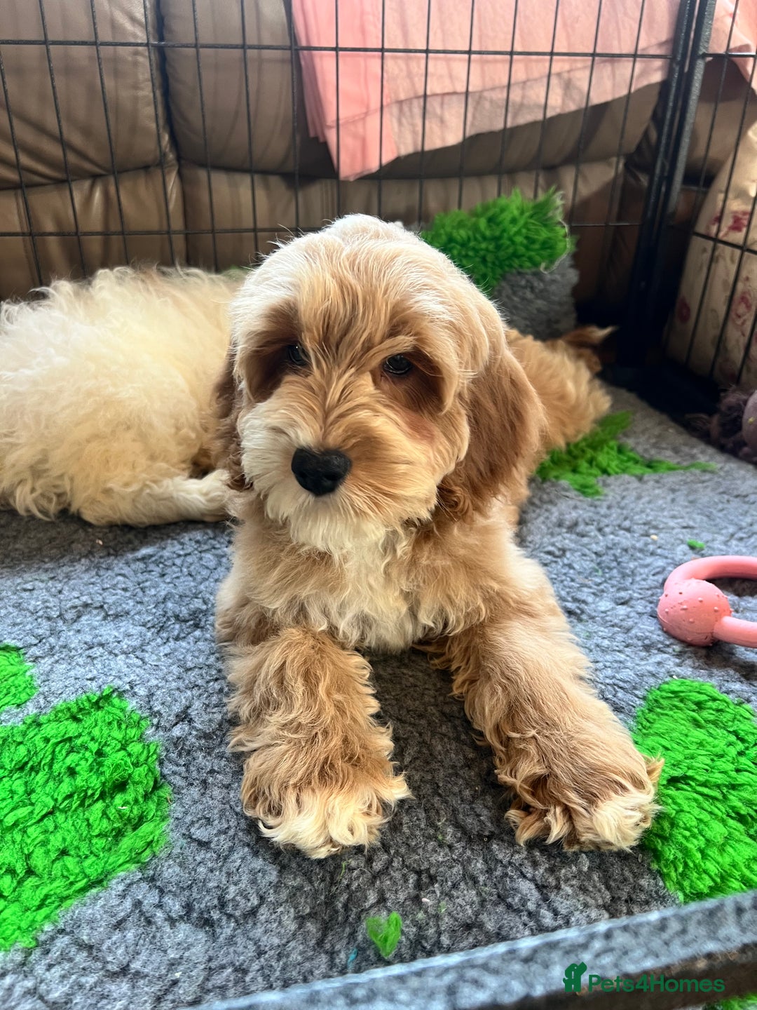 Cockapoo dogs for sale: F1 cockapoo puppies  - Image 7