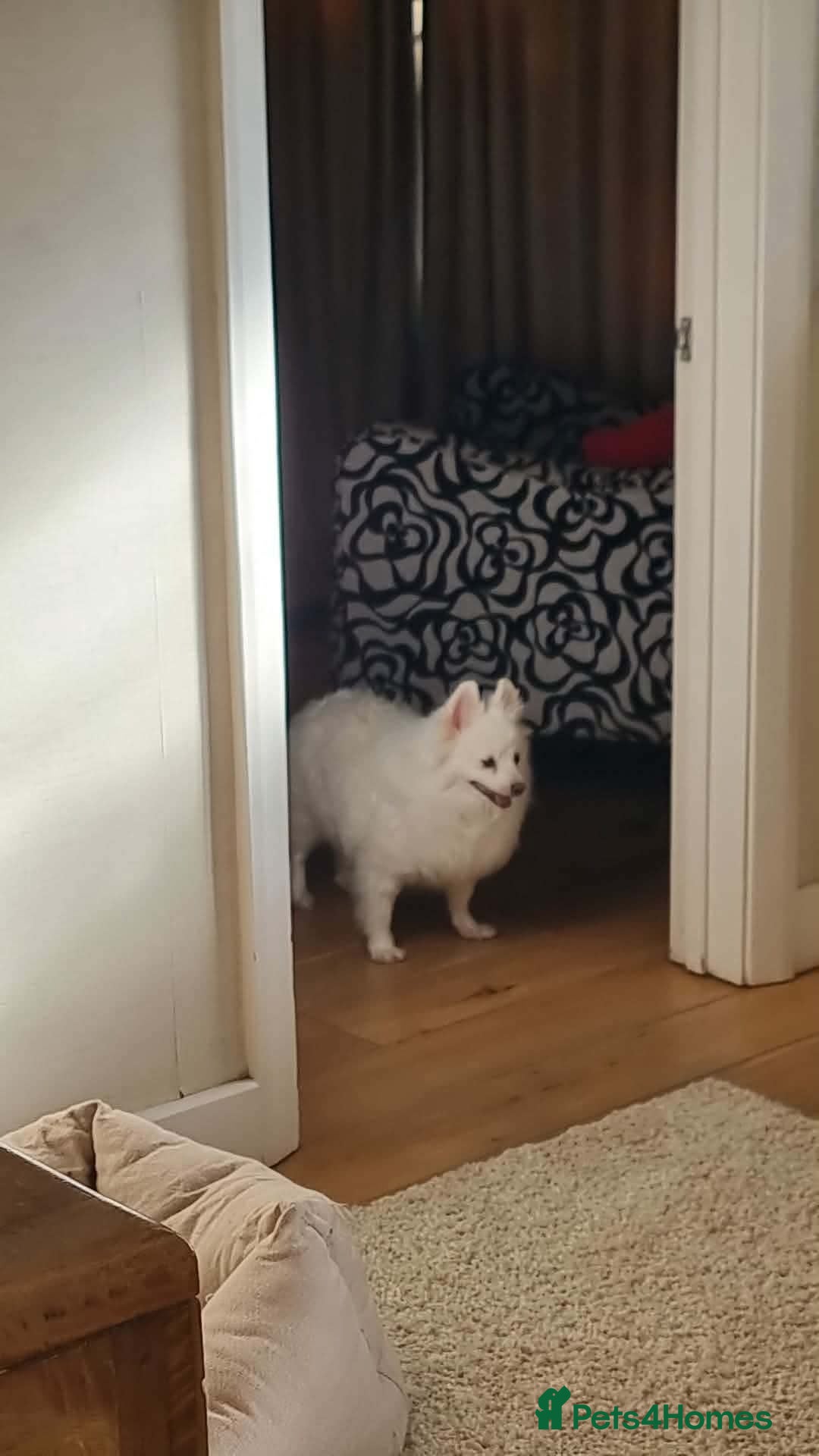 Japanese Spitz dogs Snow is 6 year spitz type meat trade survivor  - Advert 1