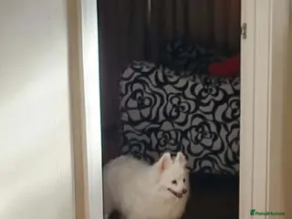 Japanese Spitz dogs for adoption: Snow is 6 year spitz type meat trade survivor - Advert 3