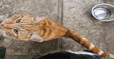 Domestic Shorthair cats - Advert 4