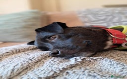 Mixed Breed dogs for adoption: Little Lucky - Image 9