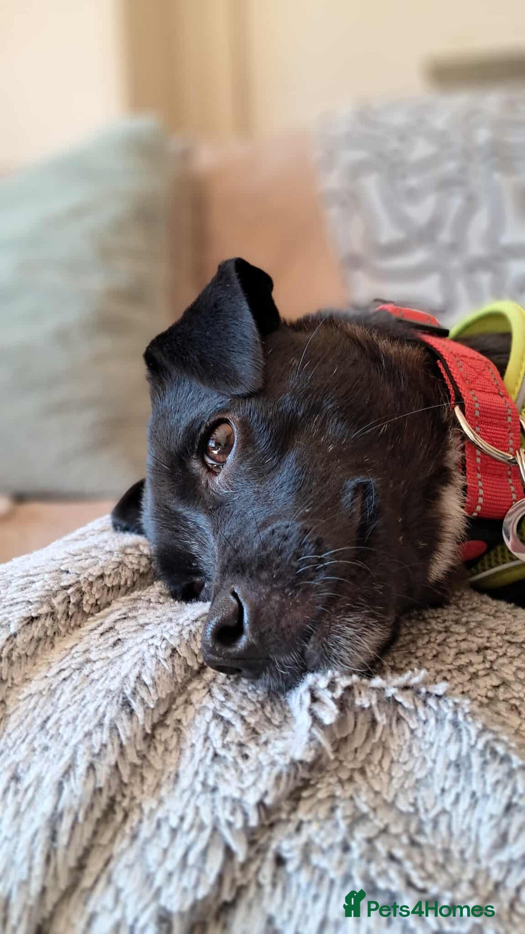 Mixed Breed dogs for adoption: Little Lucky - Image 9