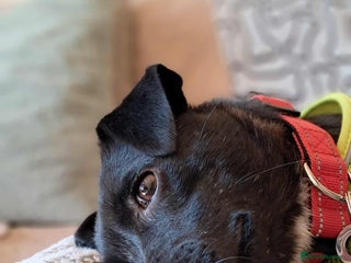 Mixed Breed dogs Little Lucky - Advert 10