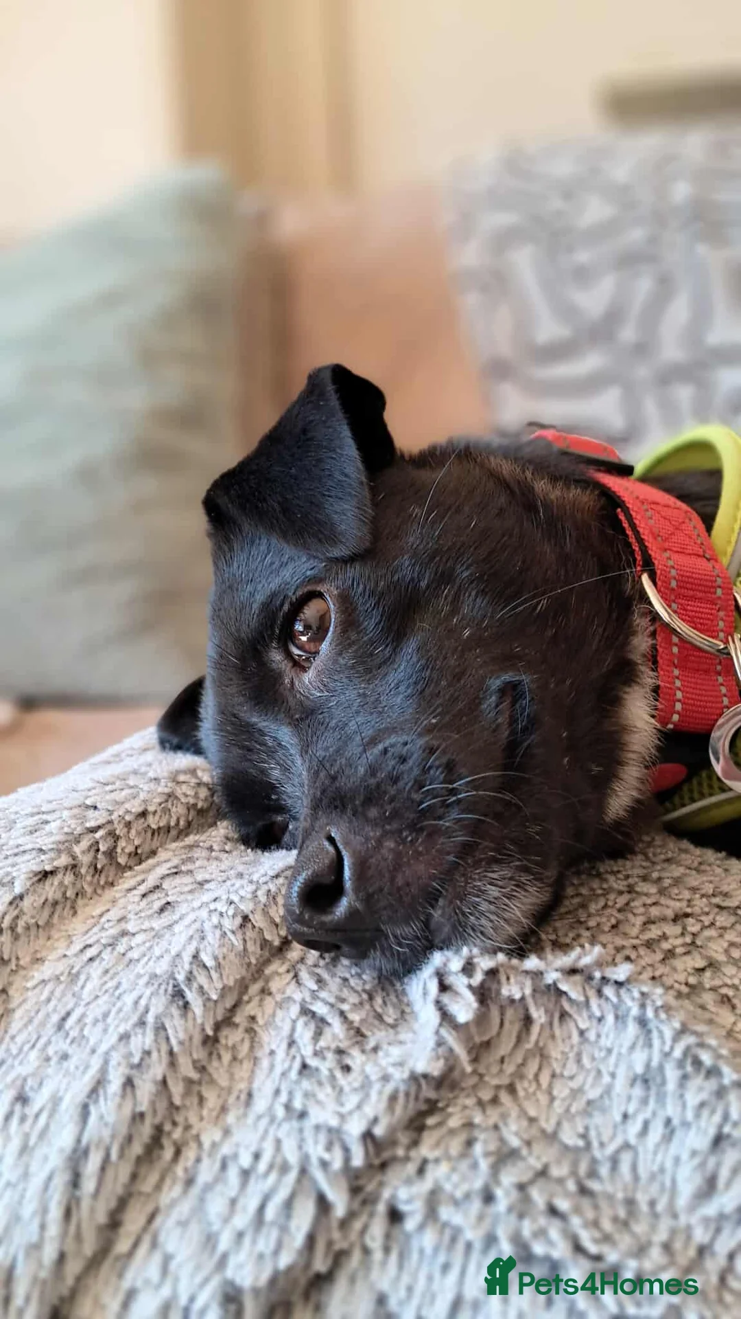 Mixed Breed dogs for adoption: Little Lucky - Advert 1