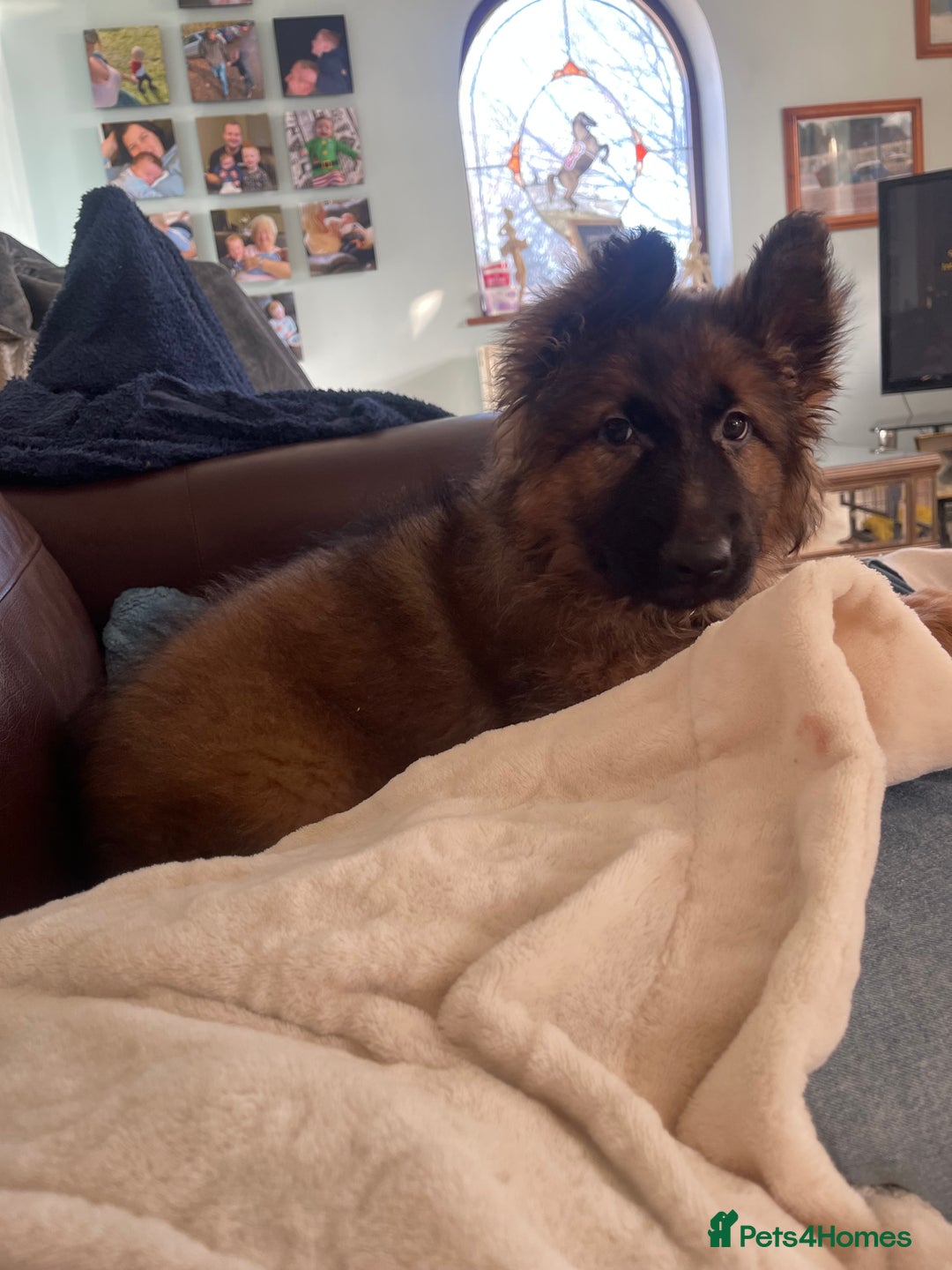 German Shepherd dogs for sale: German Shepherd MALE - Huge  - Advert 34