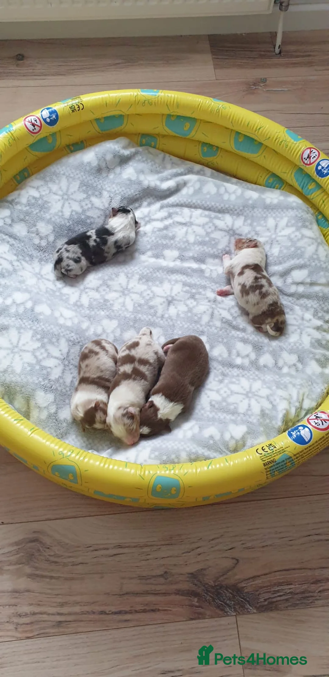 Australian Shepherd dogs for sale: Australian sheperd puppys for sale - Advert 2