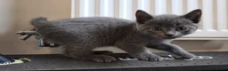 British Shorthair cats for sale: Kittens 🐈🐈🐈 in Bristol - Advert 5