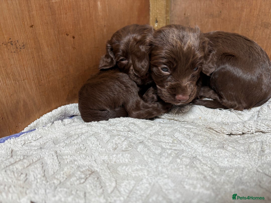 Cocker Spaniel dogs for sale: ONE FEMALE LEFT Cocker  Chocolate  - Image 15