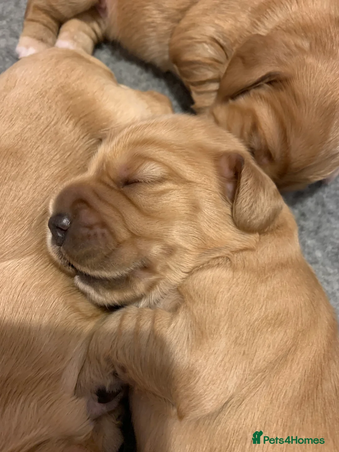 Cocker Spaniel dogs for sale: Working Cocker Spaniel Puppies  - Advert 18