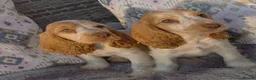 Cocker Spaniel dogs for sale: Exceptional True Show winning Champion Cockers. - Advert 14