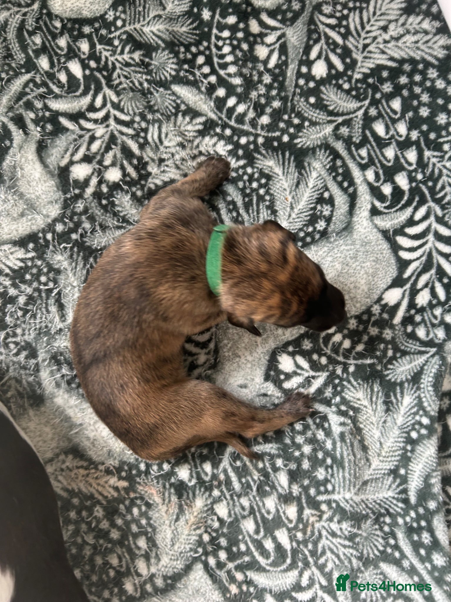 Whippet dogs Stunning pedigree whippet puppies  - Advert 1