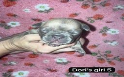 French Bulldog dogs for sale: Beautiful chunky French Bulldogs - Image 12