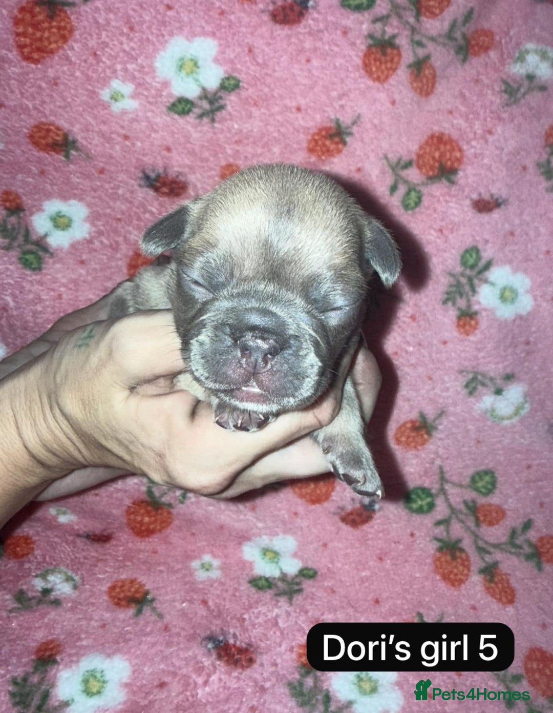 French Bulldog dogs for sale: Beautiful chunky French Bulldogs - Image 12