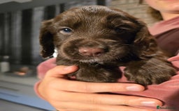 Cocker Spaniel dogs for sale: Chocolate cocker spaniels puppies  - Image 5