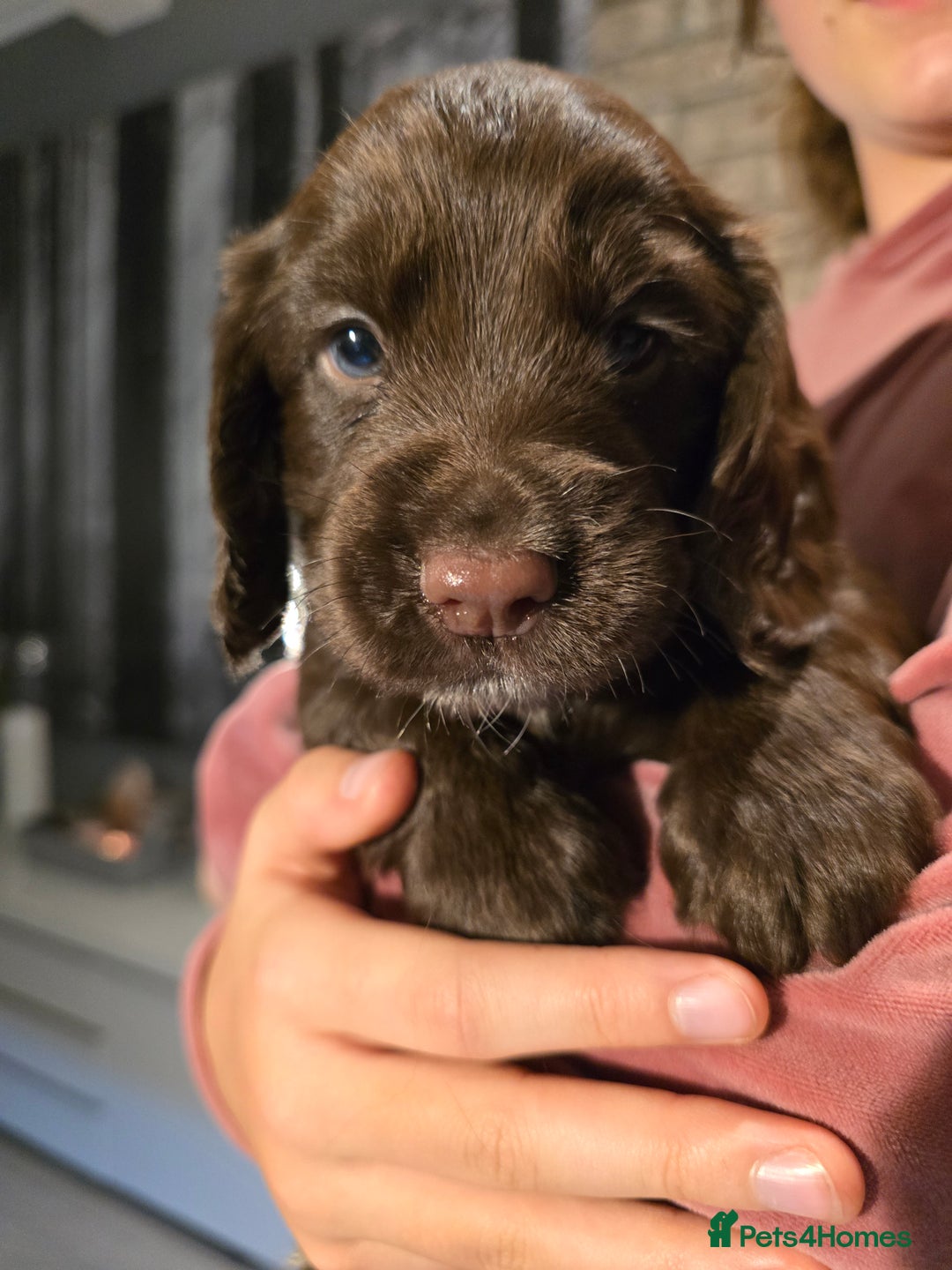 Cocker Spaniel dogs for sale: Chocolate cocker spaniels puppies  - Image 5