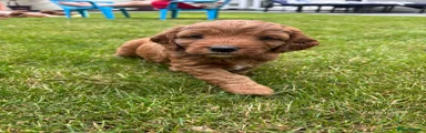 Puppy 6