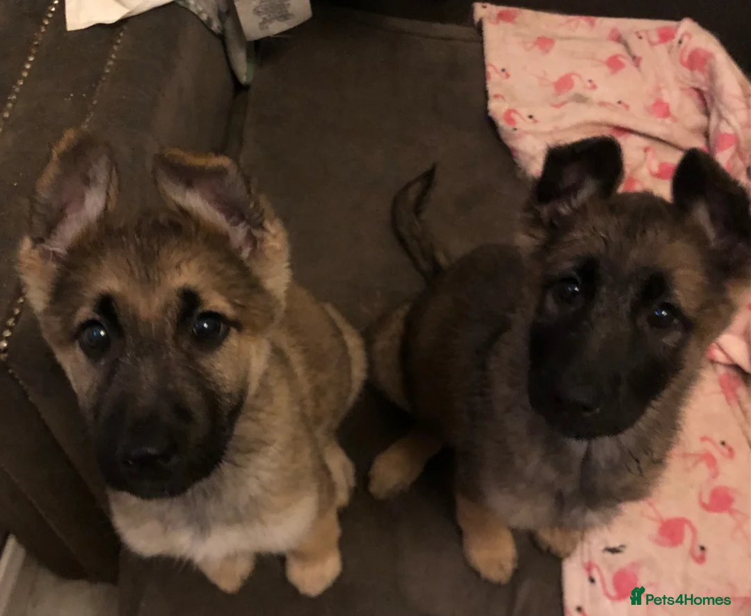 German Shepherd dogs for sale: 2 female German shepherds  - Advert 4
