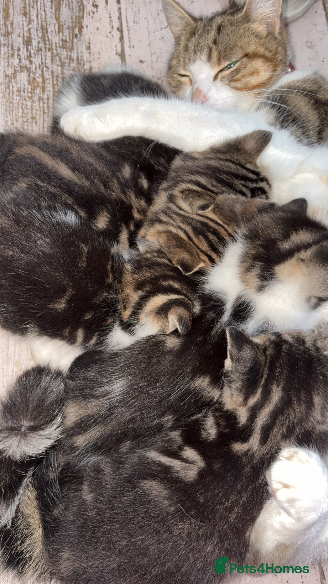 Mixed Breed cats for sale: Five tabby shorthair and longhair kittens - Advert 26