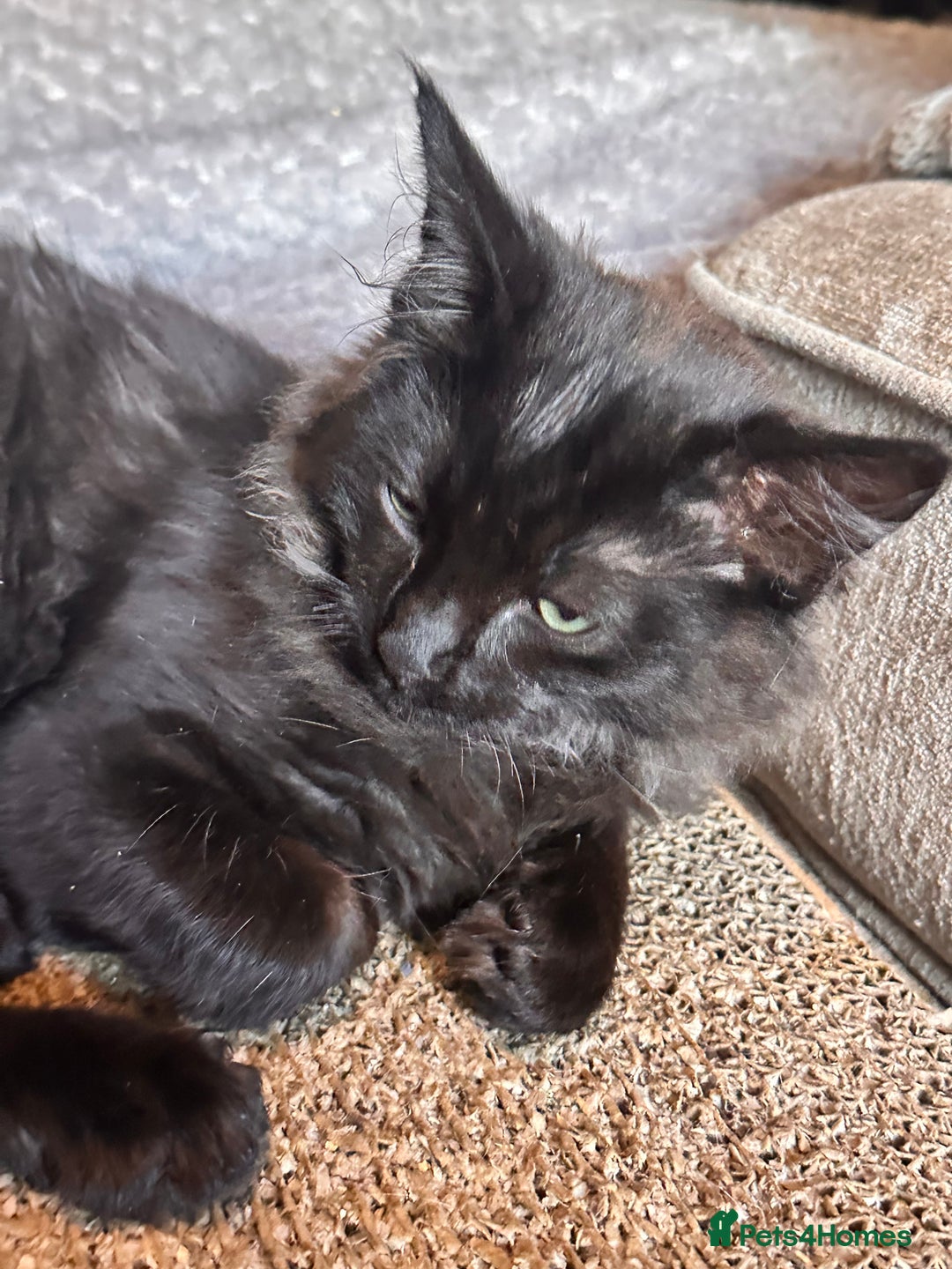 Ragdoll cats for sale: Calico Ragdoll kitten  - Image 7