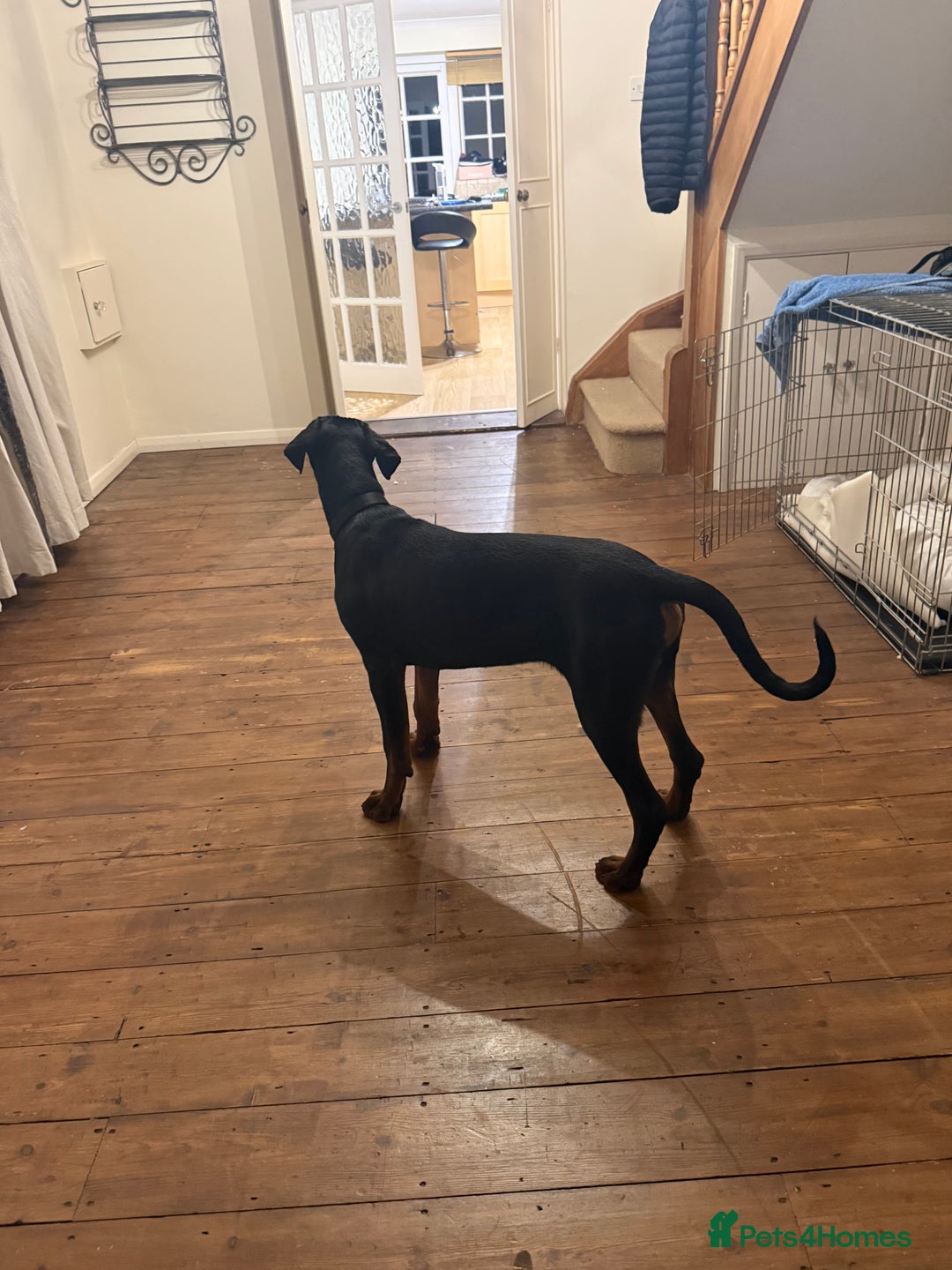 Dobermann dogs for sale: Male Doberman for Sale - Advert 10