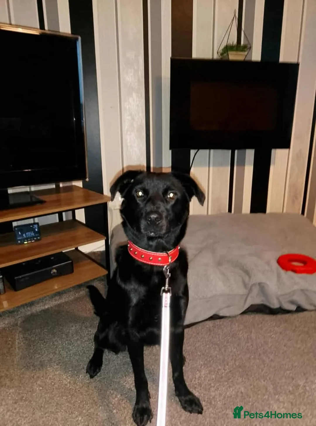 Labrador Retriever dogs for adoption: Meet Bonnie – In Ayr Looking for a home <3  - Advert 7
