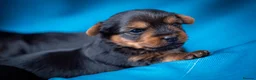 Yorkshire Terrier dogs for sale: The most adorable Yorkshire puppies  - Advert 5