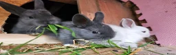 Netherland Dwarf rabbits for sale: Mixed baby bunny's  - Advert 7