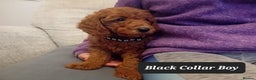 Goldendoodle dogs for sale: Goldendoodle puppies - Advert 6