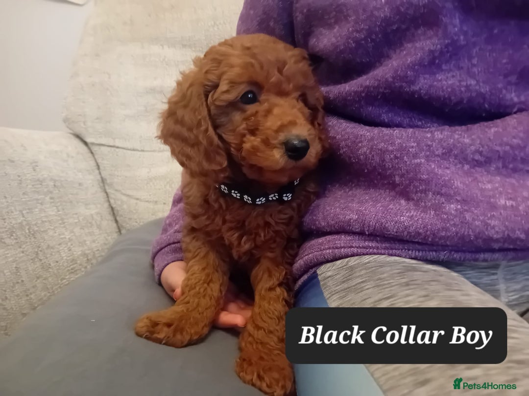 Goldendoodle dogs for sale: Goldendoodle puppies - Advert 6
