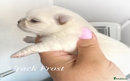 Chihuahua dogs for sale: KC qulity LC cream/white chihuahua puppies  - Image 8