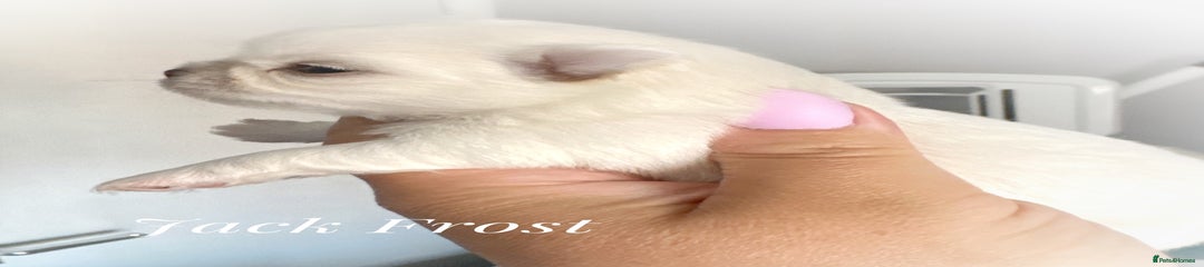 Chihuahua Puppy 1