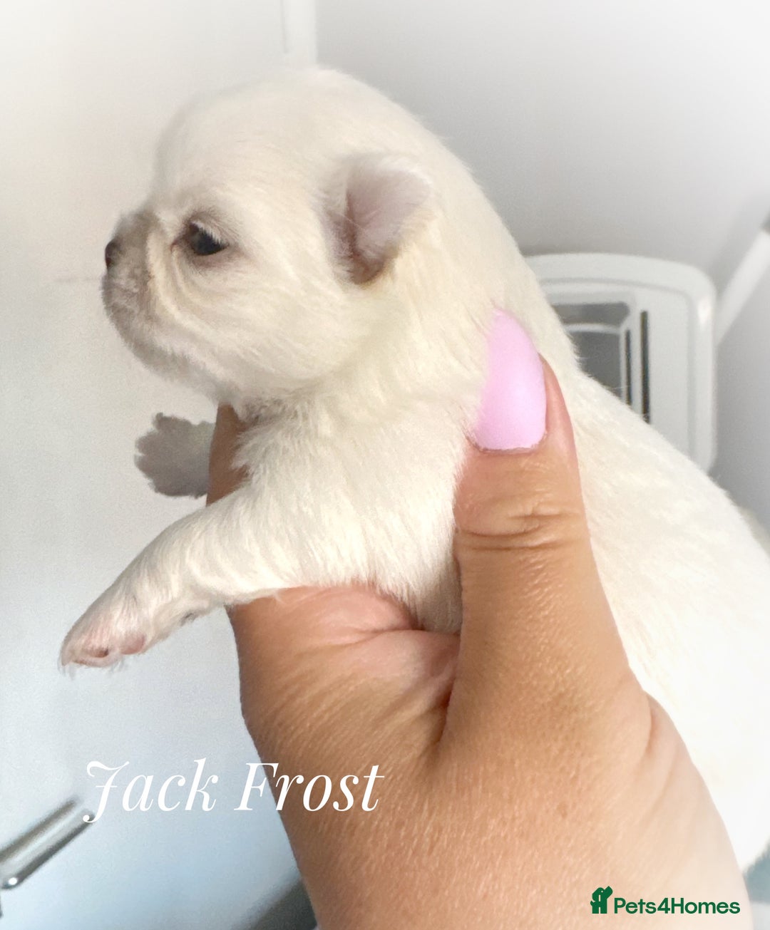 Chihuahua dogs for sale: KC qulity LC cream/white chihuahua puppies  - Image 8