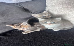 Mixed Breed cats for sale: 3 beautiful baby’s looking for their loving home  - Image 11