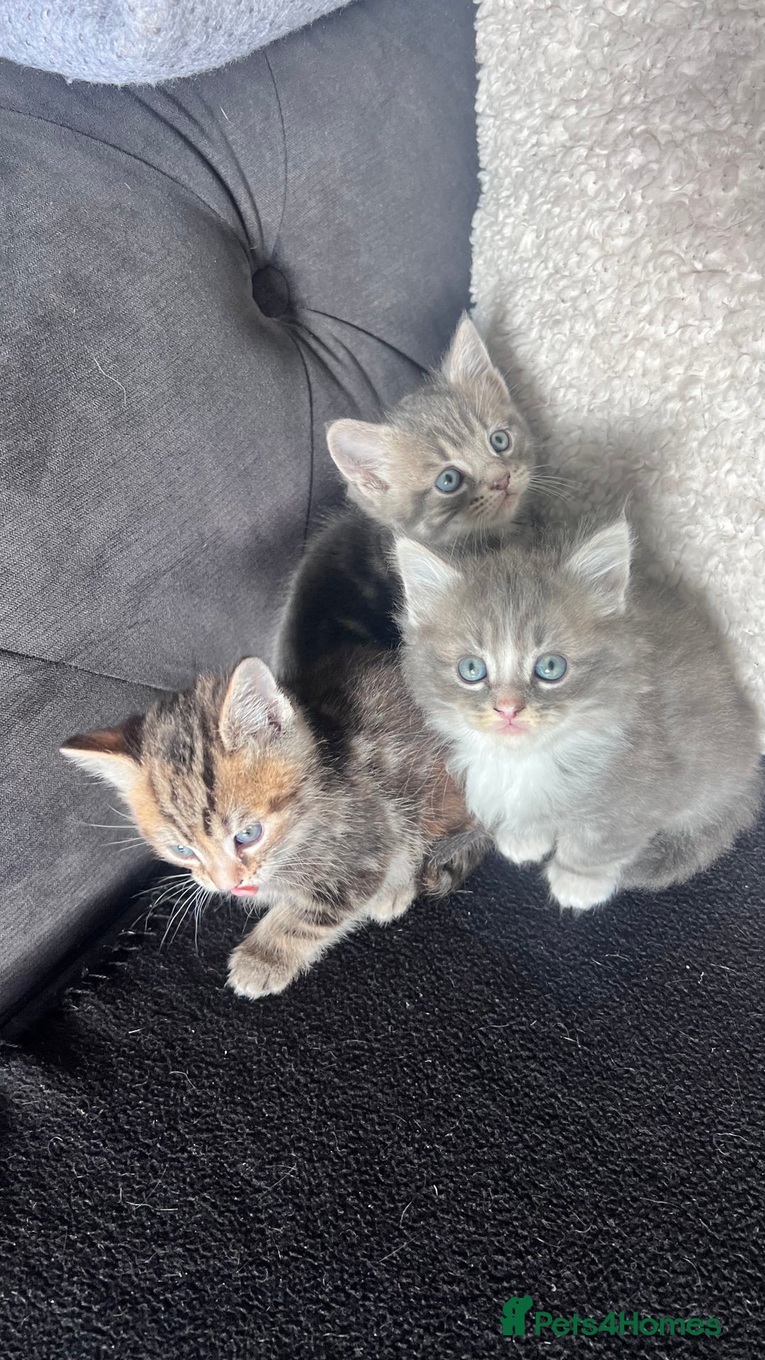 Mixed Breed cats for sale: 3 beautiful baby’s looking for their loving home  - Image 11