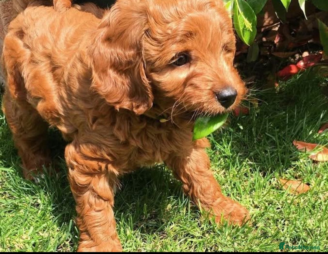 Cockapoo dogs for sale: 3 Stunning Dark Red Cockapoo Puppies - Image 33