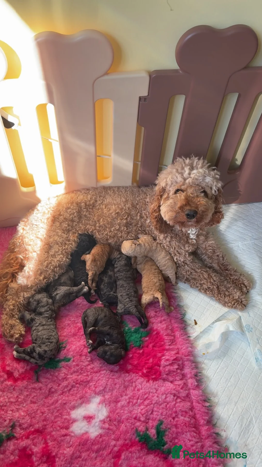 Cockapoo dogs for sale: Stunning F1B Cockapoos in Stockport - Advert 21