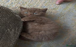British Shorthair cats for sale: Gccf british shorthair kittens  - Image 6